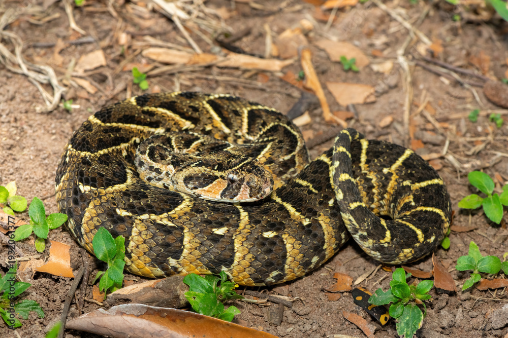 Fototapeta premium Close-up of a potently cytotoxic puff adder (Bitis arietans). A deadly venomous snake in the wild from KwaZulu-Natal, South Africa
