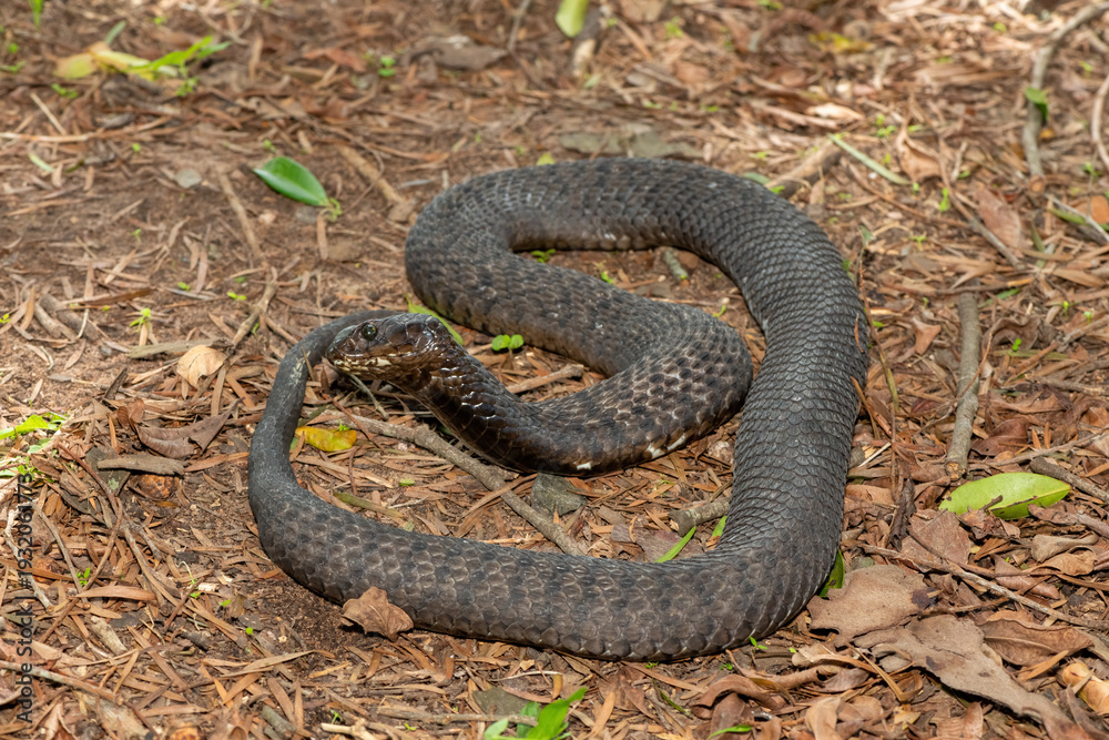 Fototapeta premium A highly venomous rinkhals (Hemachatus haemachatus), also known as a ringhals or ring-necked spitting cobra, feigning death