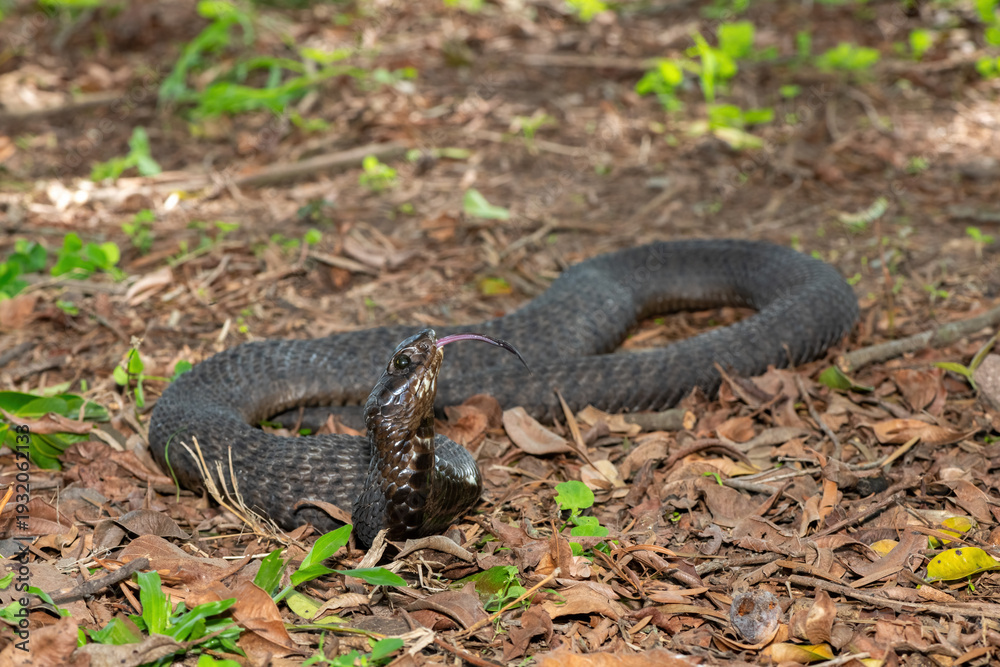 Obraz premium A highly venomous rinkhals (Hemachatus haemachatus), also known as a ringhals or ring-necked spitting cobra, displaying its signature hood in a defensive pose