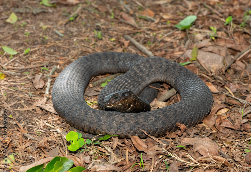 Fototapeta premium A highly venomous rinkhals (Hemachatus haemachatus), also known as a ringhals or ring-necked spitting cobra, feigning death