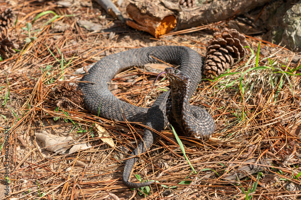 Obraz premium A highly venomous rinkhals (Hemachatus haemachatus), also known as a ringhals or ring-necked spitting cobra, displaying its signature hood in a defensive pose