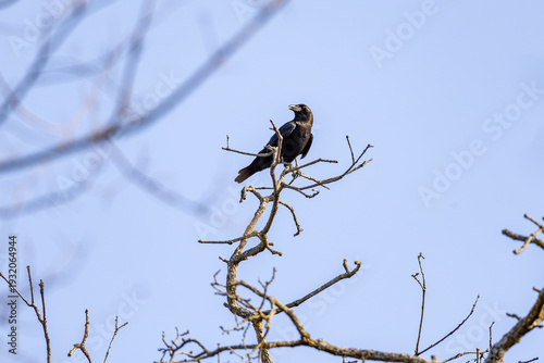 black bird on a branch