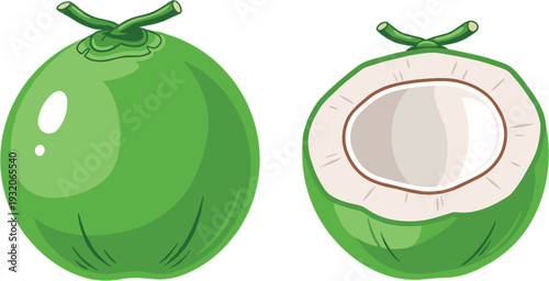 Fresh Green Coconut Whole and Half Cut Tropical Fruit Vector Illustration Isolated on Background