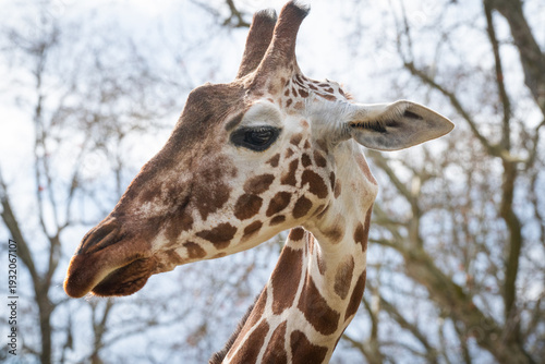 Portrait of a giraffe
