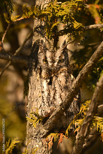 Eastern Screech Owl gray morph sits perched along the trunk of a ceadr tree