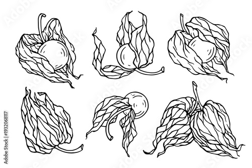 Set of sketches of seasonal physalis berries. Vector graphics.