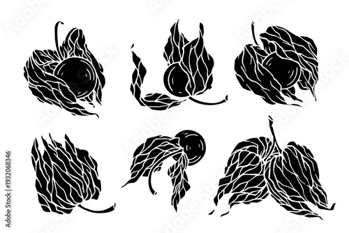 Set of seasonal physalis berry silhouettes and stamps. Vector graphics.