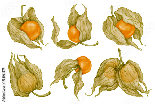 Collection of ripe physalis berries, colorful botanical elements for autumn designs.