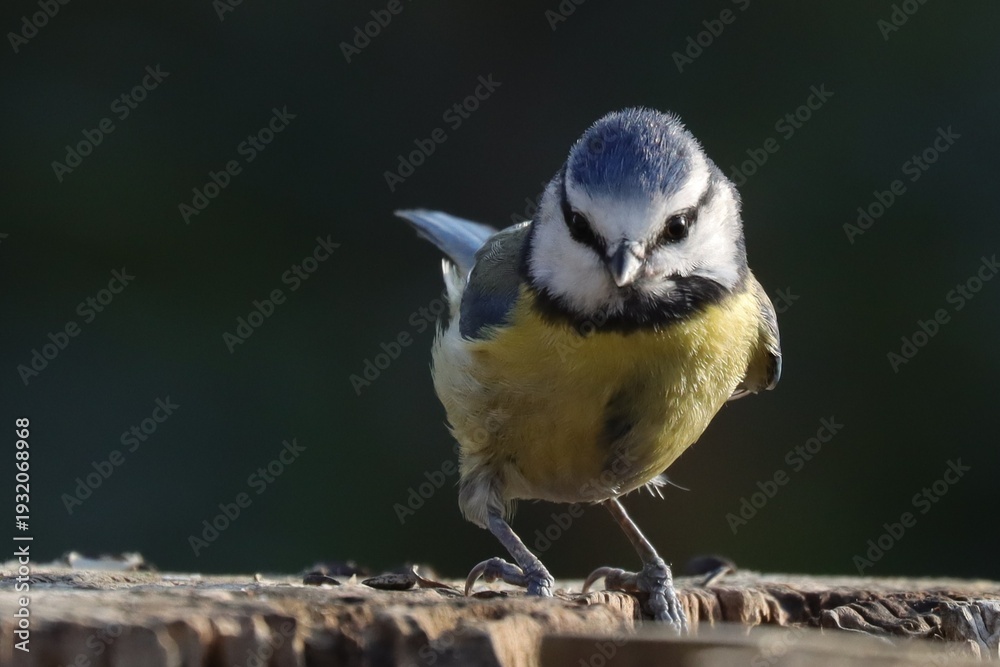 Naklejka premium mesange bleue