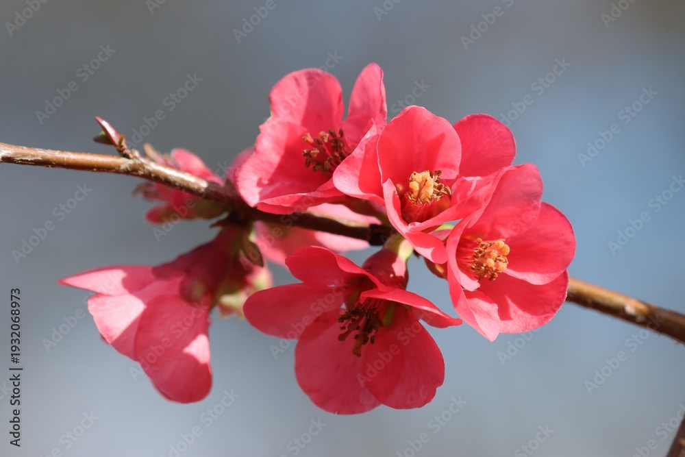 Obraz premium cognassier