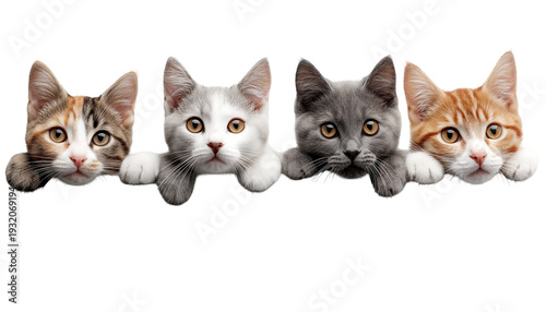 Row of diverse kittens peeking over white edge, isolated on white, png