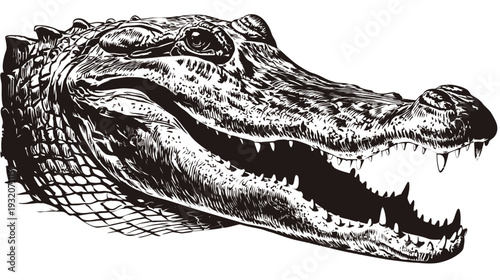 A detailed black and white illustration of an alligator's head, showing its open mouth and teeth
