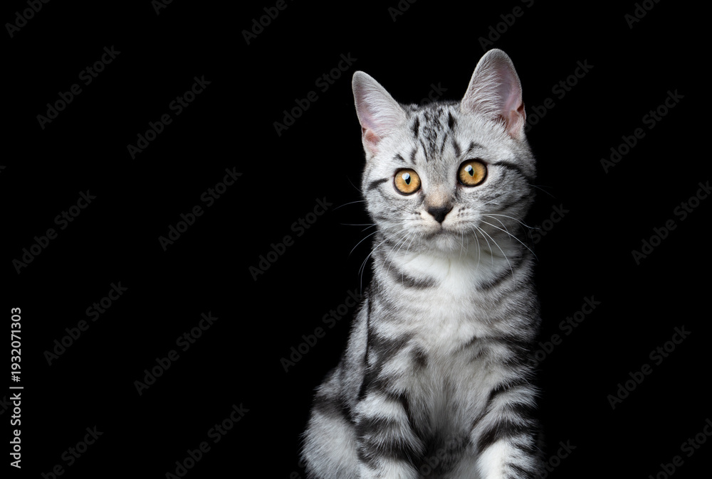 Fototapeta premium silver tabby british shorthair kitten portrait on black background