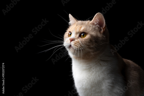 profile side view of a calico white british shorthair cat looking curiously on black background