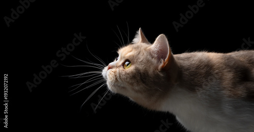 profile side view of a ccurious british shorthair cat with whiskers pointing forward looking curiously on black background