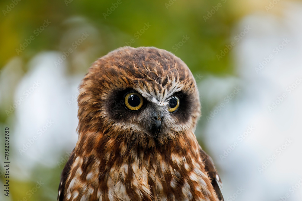 Obraz premium Adorable owl. Detail of Australian boobook, Ninox boobook, isolated on colorful background. Smallest owl on Australian mainland. Beautiful brown owl with yellow eyes. Autumn in nature.