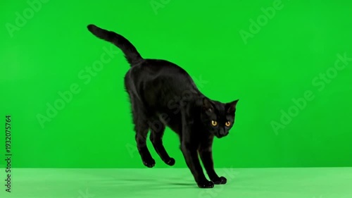 Black cat in motion on green screen background with bright studio lighting for pet advertising