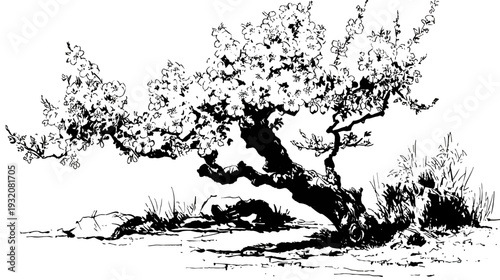 A stark black and white illustration of a flowering tree, with curved branches and grass