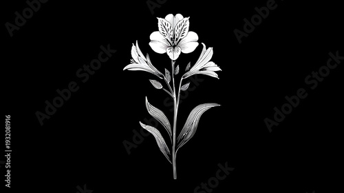 A detailed white floral illustration with multiple petals against a stark black backdrop