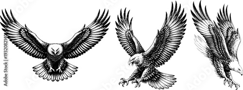 Set of hand-drawn ink style eagles in flight with detailed black and white vector illustrations
