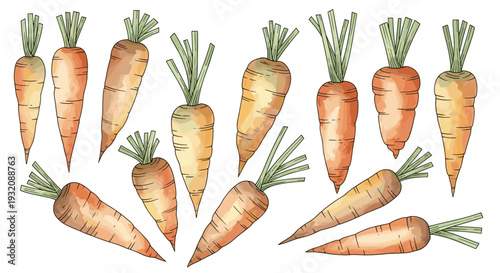 Collection of fresh carrots with green tops