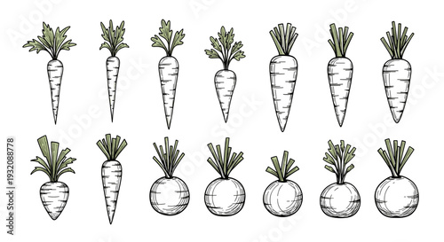 Collection of twelve handdrawn radish illustrations with varying sizes