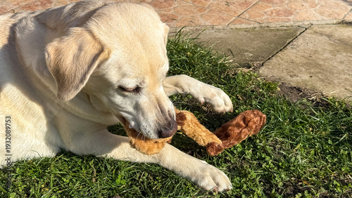 Fotografie Labrador enjoying sunlit gnaw time on lush grass, embracing Canine Enrichment Da