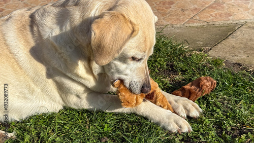 Foto Golden retriever revels in sunlit canine bliss with chewy treasures, World Anima