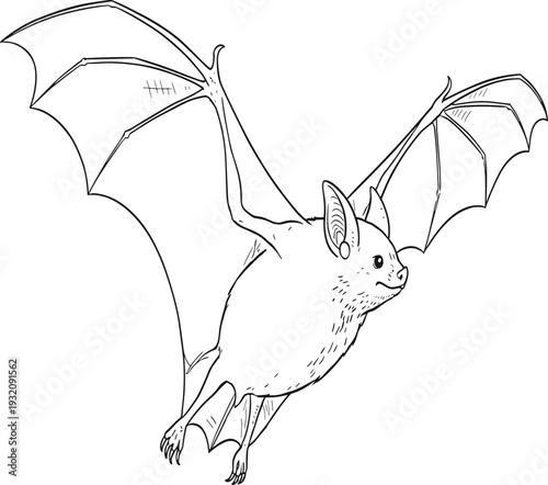 Flying bat illustration, detailed line drawing, black and white sketch, anatomical wings, nocturnal animal, zoology study, wildlife art, echolocation creature