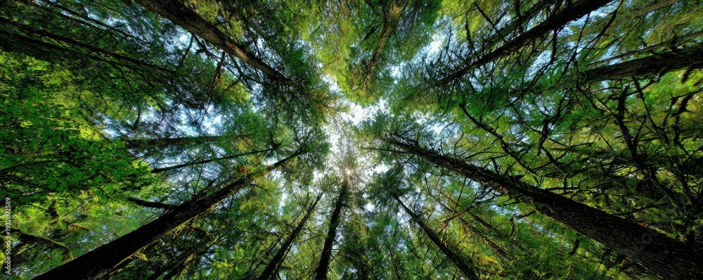 Fototapeta premium Looking Up Through a Dense Forest Canopy Towards the Sky.