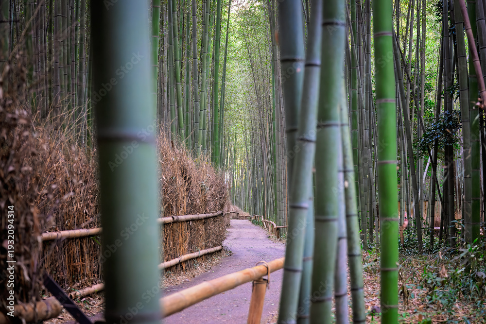 Fototapeta premium Empty Path Through Arashiyama Bamboo Grove in Kyoto