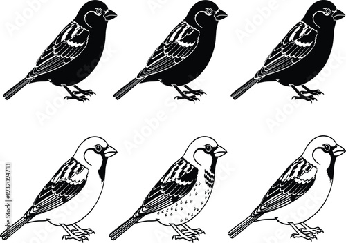 Bird illustration, silhouette and outline, black and white drawing, feather detail, avian sketch, wildlife art, vintage bird design, comparison