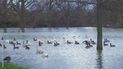 birds in flooded city park, large flock of mute swans and Canada geese swim, black headed gulls in background