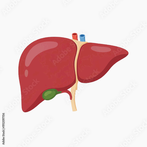Diagram illustrating the human liver organ with the attached gallbladder and major blood vessels.
