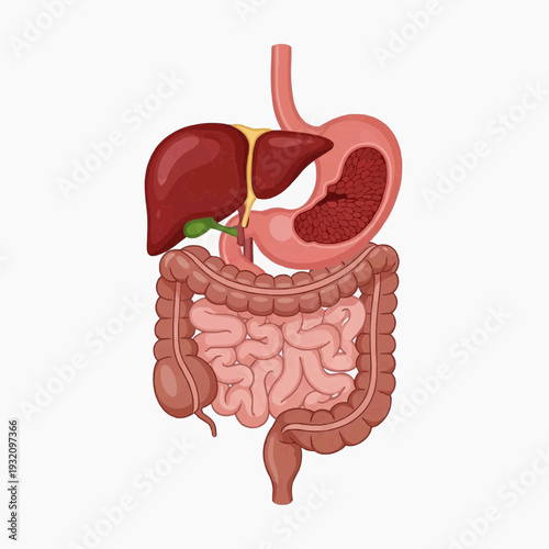 Isolated illustration of the upper digestive organs including the stomach, liver, gallbladder, and intestines for scientific study.