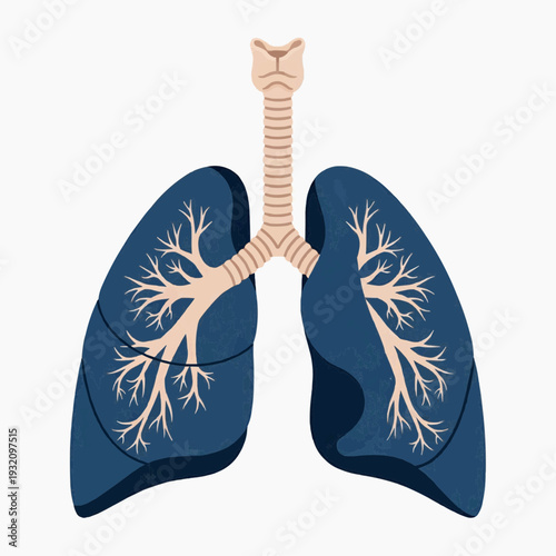 Isolated illustration of human lungs and trachea displays the branching bronchial tree structure in deep blue tones on a white field.