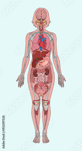 Detailed illustration shows the complete human female internal structure, including the nervous, circulatory, and digestive systems with soft coloring.