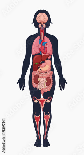Female silhouette displays the complete set of internal organs, highlighting the reproductive system in dark blue contrast against a plain background.