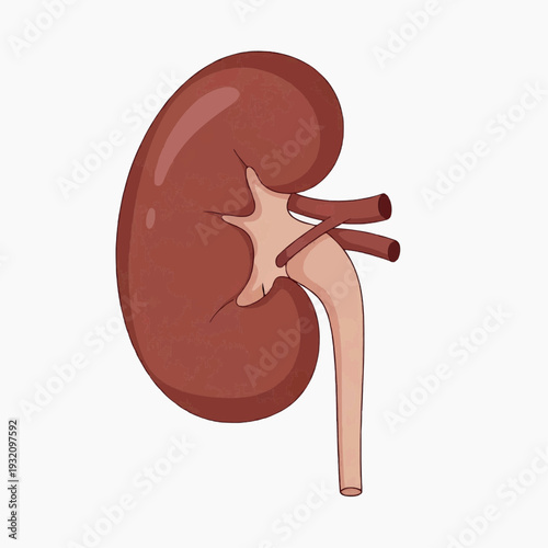 Cross-section depiction of a solitary human kidney illustrates the renal pelvis and ureter structure for medical study.