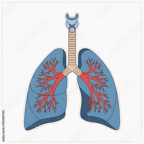 Diagram showing the human respiratory system features the trachea and bronchial tree within the lungs illustration.