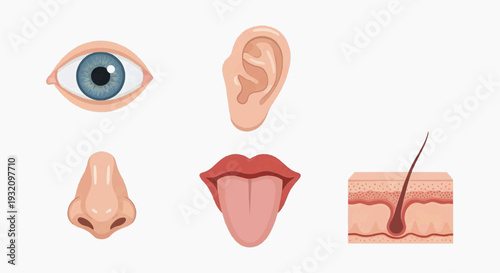 Internal respiratory system diagram shows the lungs and bronchial tubes branching out from the trachea for breathing illustration.