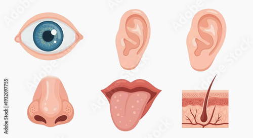 Anatomical illustration of human eye, ears, nose, tongue, and skin.
