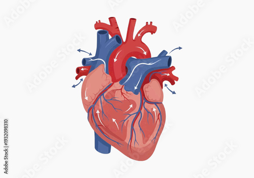 Detailed anatomical illustration of human heart chambers vessels cardiovascular system