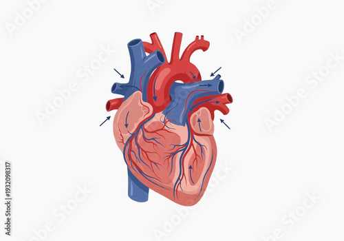 Detailed cutaway illustration of human heart anatomy showing chambers vessels valves
