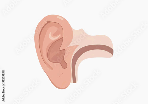 Educational illustration of the human ear anatomy showing pinna canal auricle hearing