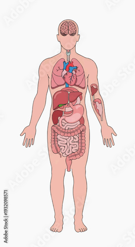 Anatomical Illustration of Male Figure with Digestive System Organs Visible