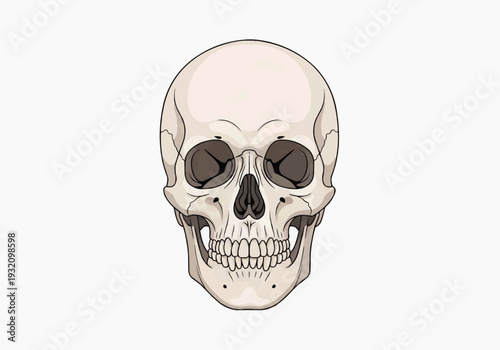 Front-facing anatomical illustration of human skull in beige with pink undertones