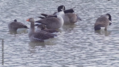 small group of greylag geese and Canada geese preening while standing in fast flowing floodwater in city park