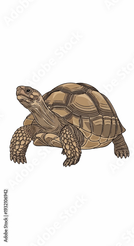 Illustration of a tortoise with detailed shell and legs.