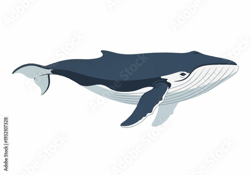 Illustration of a Humpback Whale Swimming in the Ocean.
